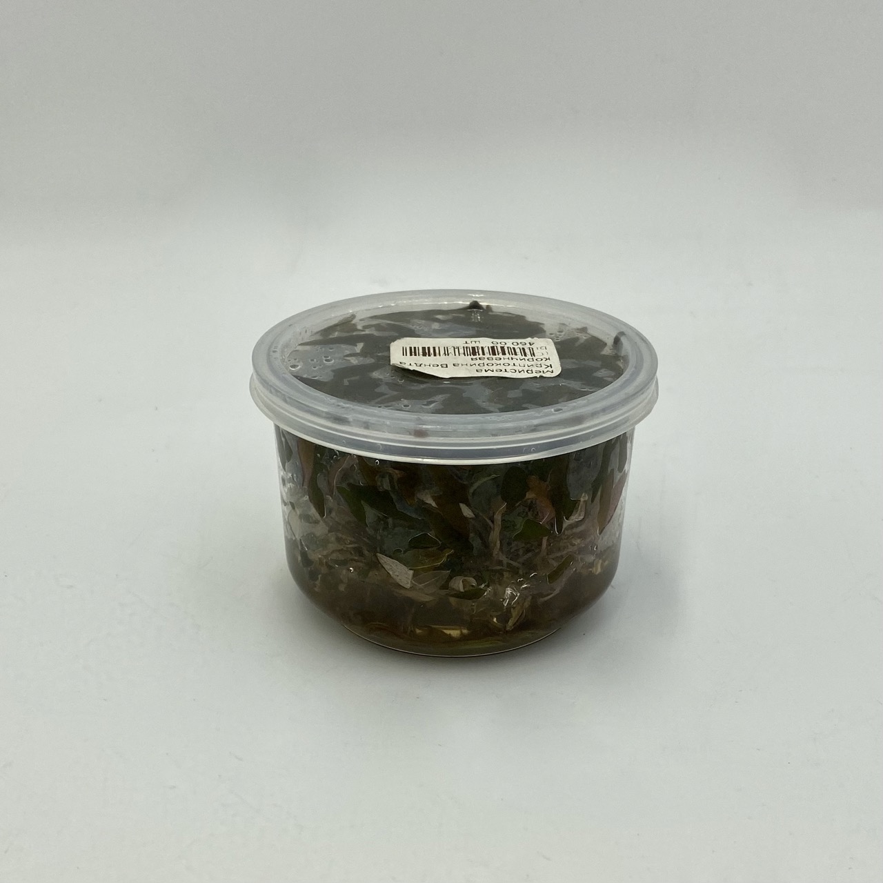 Меристема Криптокорина Вендта коричневая (Cryptocoryne Wendtii brown) Ø70 мм