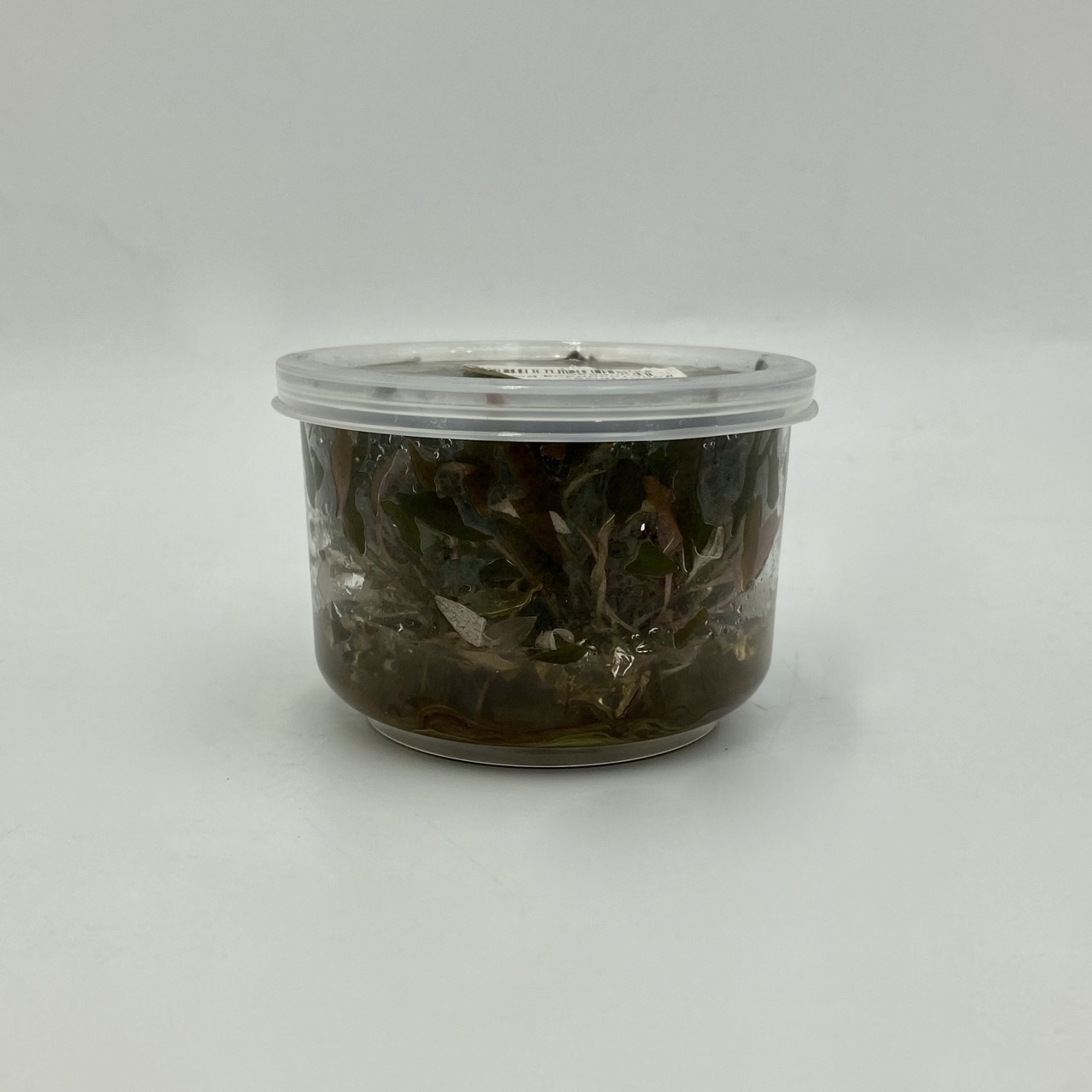 Меристема Криптокорина Вендта коричневая (Cryptocoryne Wendtii brown) Ø70 мм