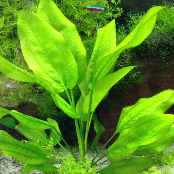 Эхинодорус Шлютера (Echinodorus schlueteri) в горшке