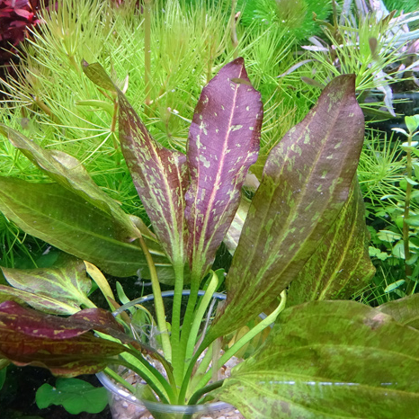 Эхинодорус Красное пламя (Echinodorus «Red Flame») в горшке