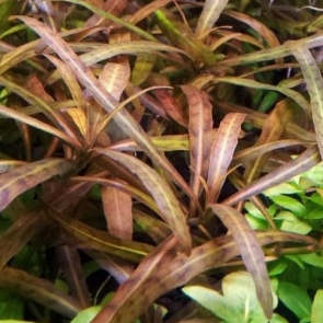 Стаурогин коричневый / браун (Staurogyne sp. brown)