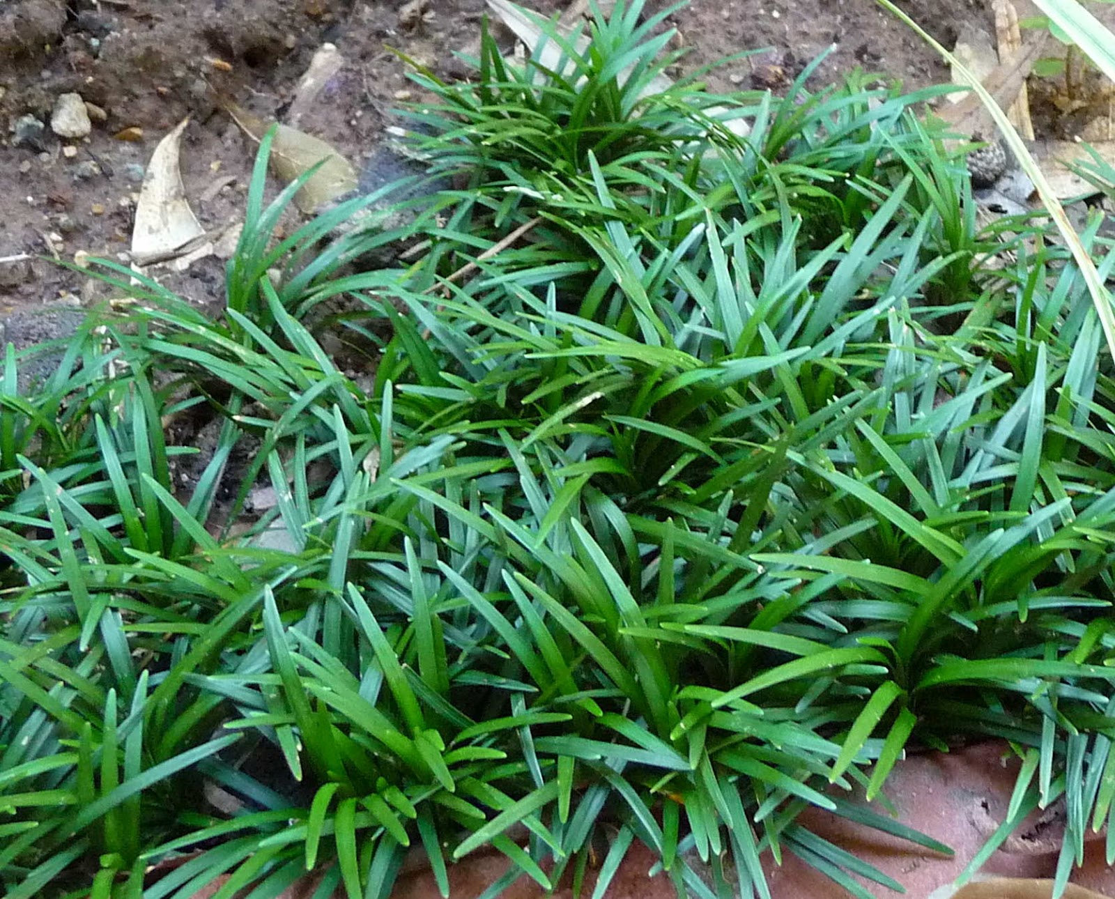 Офиопогон японский (Ophiopogon japonicus) в горшке