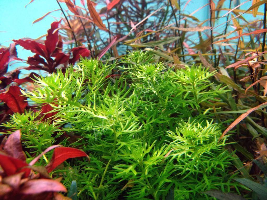 Хоттония палюстрис (Hottonia palustris)