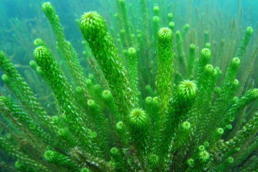 Лагаросифон мадагаскарский (Lagarosiphon Madagascariensis)