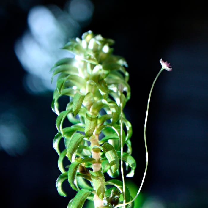 Лагаросифон мадагаскарский (Lagarosiphon Madagascariensis)