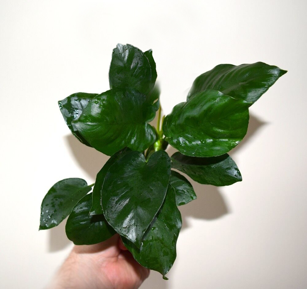 Анубиас бартера Бриллиант (Anubias barteri sp. "Diamond") в горшке