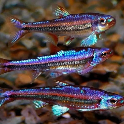 Нотропис радужный (Notropis chrosomus)