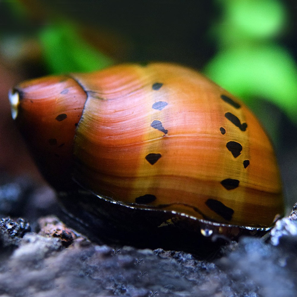 Улитка красноточечная (Neritina natalensis sp. "Red Spotted")