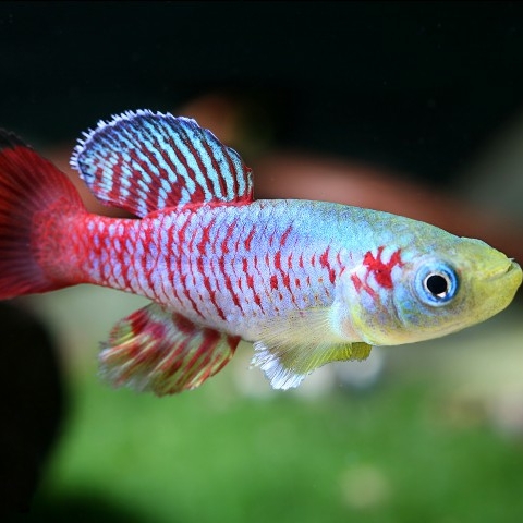 Нотобранхиус Гюнтера (Nothobranchius guentheri)