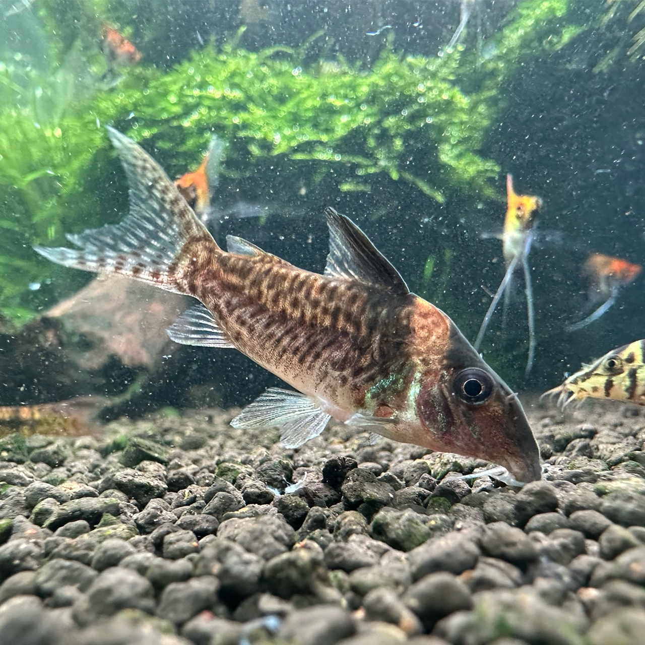 Коридорас меланистус / черноштриховый (Corydoras melanistius)