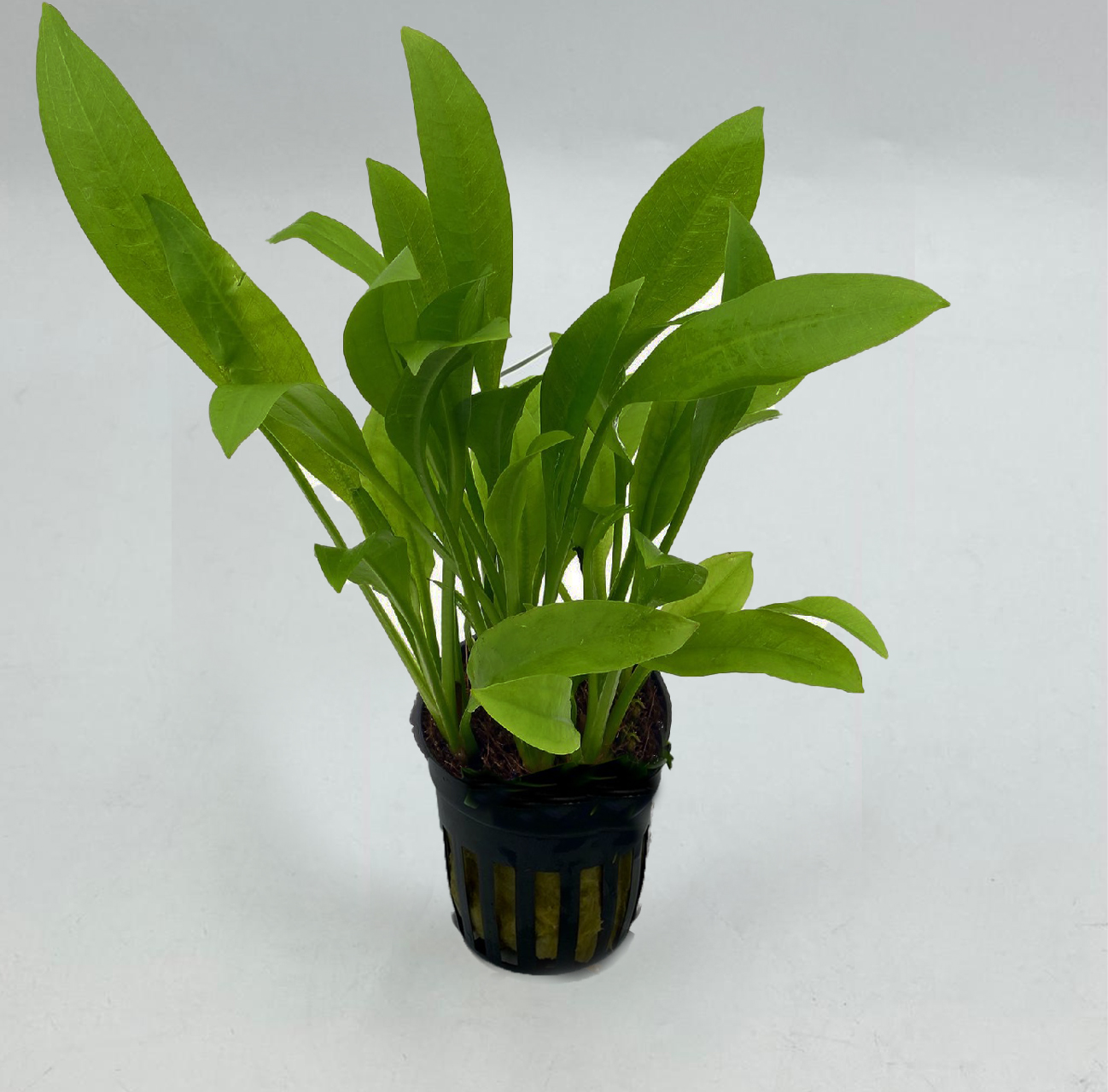 Эхинодорус амазонский (Echinodorus amazonicus) в горшке