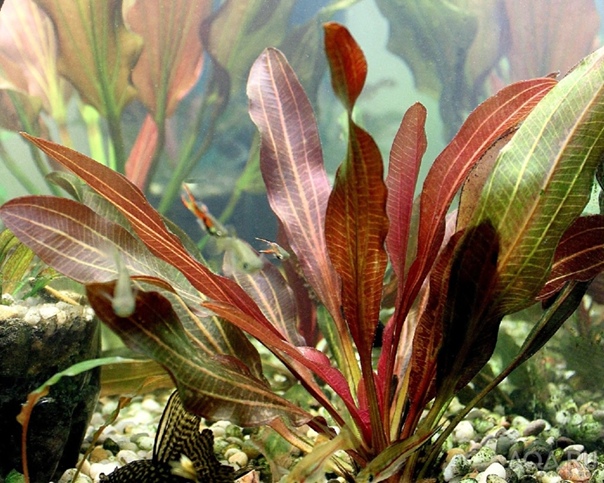Эхинодорус Красный Феникс (Echinodorus phoenix Red) в горшке
