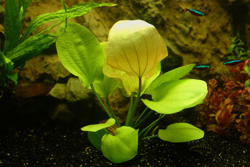 Эхинодорус Сердцелистный (Echinodorus cordifolius)