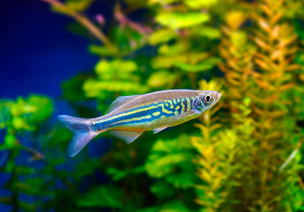 Данио малабарский (Devario aequipinnatus)