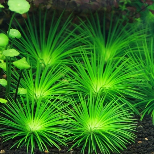 Эриокаулон поларис (Eriocaulon sp. Polaris)