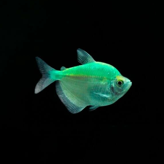 Тернеция GLO (Gymnocorymbus ternetzi) мятная