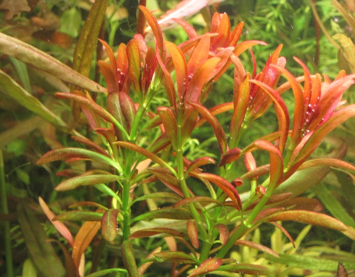 Аммания сулавеси (Ammania sp Sulawesi)