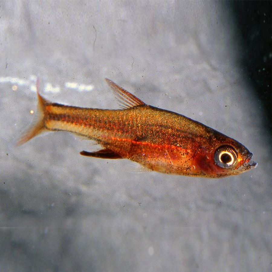 Расбора Аксельрода красная (Rasbora / Sundadanio axelrodi Neon Red)