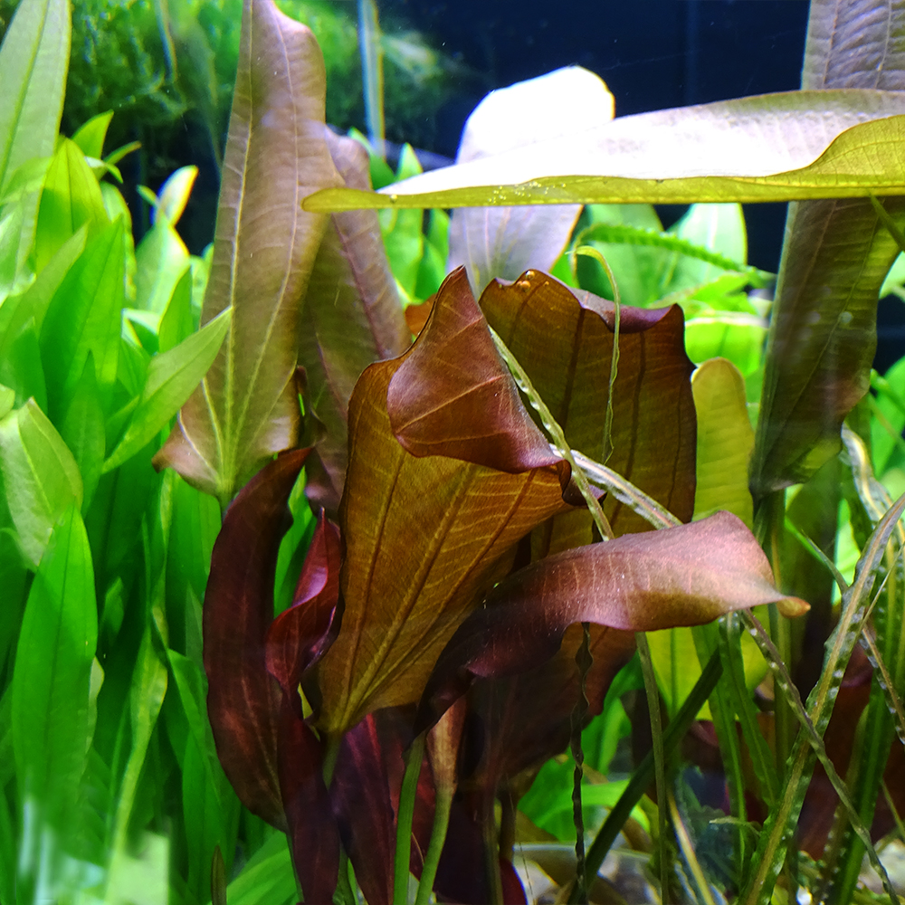 Эхинодорус Хамелеон (Echinodorus Chameleon)