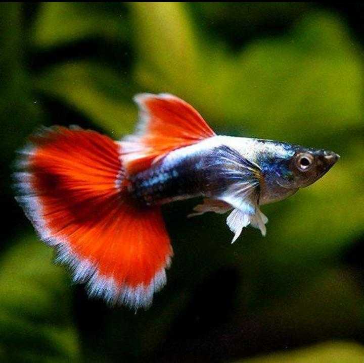 Гуппи Санта-Клаус (Poecilia reticulata Santa Claus)