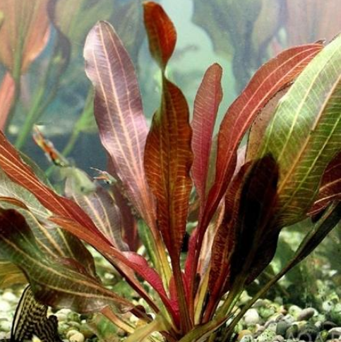 Эхинодорус Красный Феникс (Echinodorus phoenix Red)