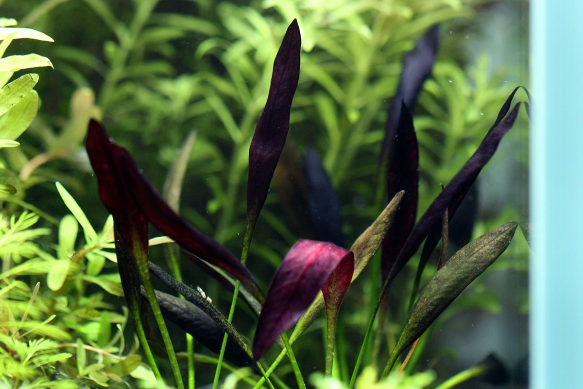 Эхинодорус Афлейм (Echinodorus Aflame) в горшке