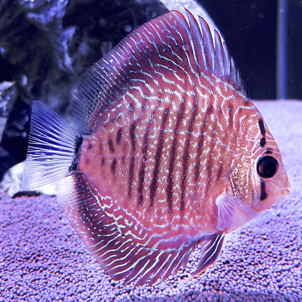 Дискус Синяя змея (Symphysodon Aequifaciatus sp. / Blue Snake)