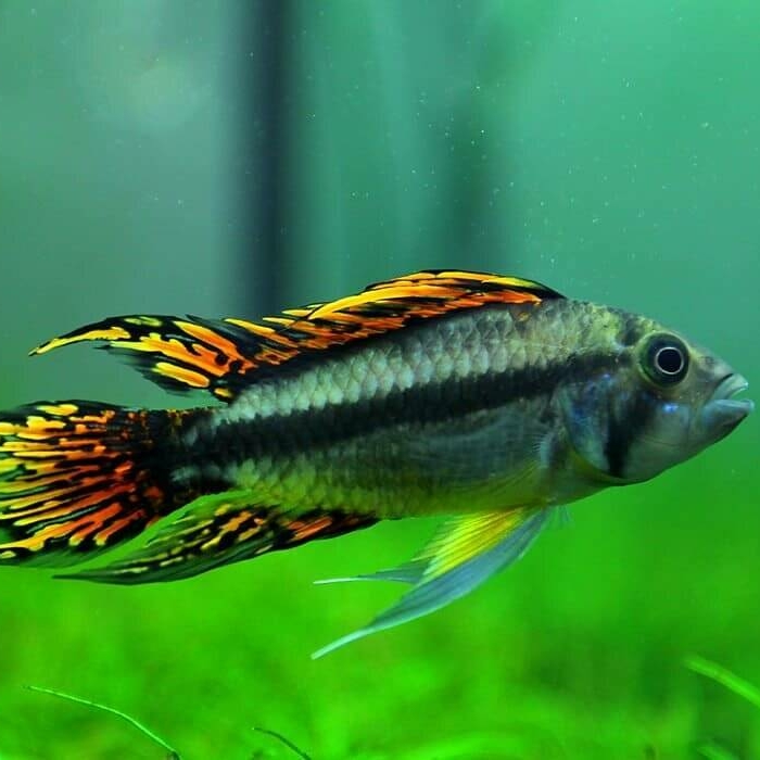 Апистограмма Какаду (Apistogramma cacatuoides)