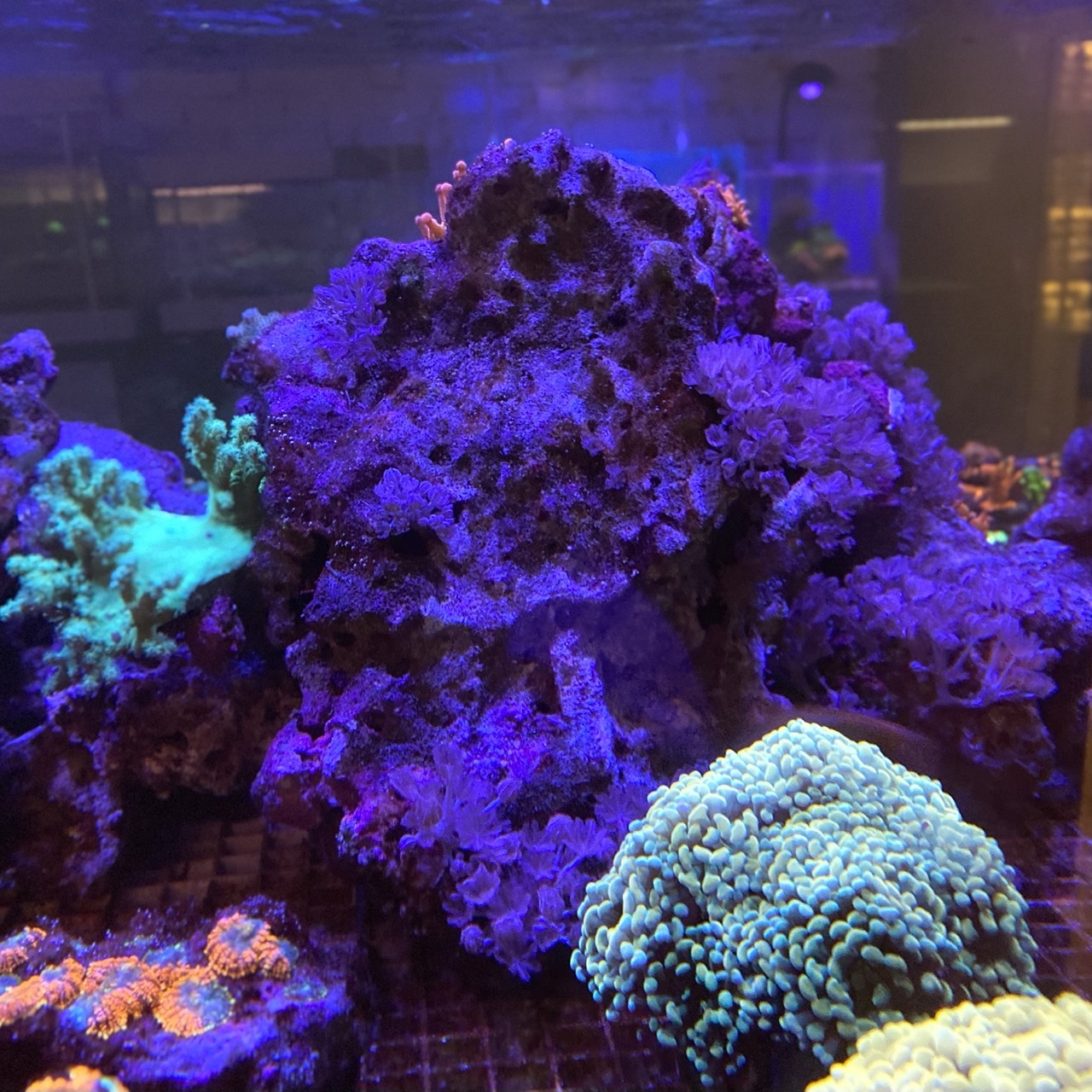 Живые камни Индонезия / Live Rocks, 1 кг