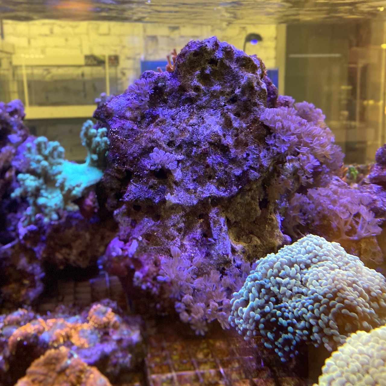 Живые камни Индонезия / Live Rocks, 1 кг