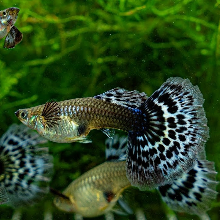 Гуппи слоновое ухо / Дамбо (Poecilia reticulata Dumbo)