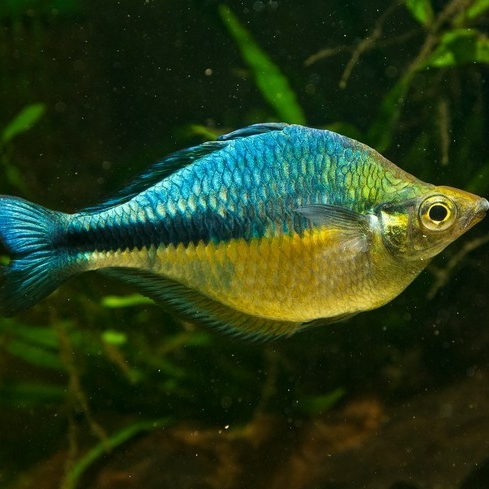 Радужница бирюзовая (Melanotaenia lacustris)