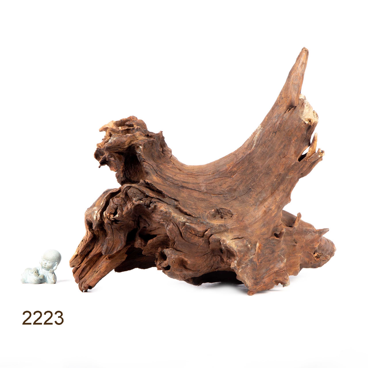 Коряга MASHA BLOOM "Железное дерево" затонувшая мангровая отборная 2223