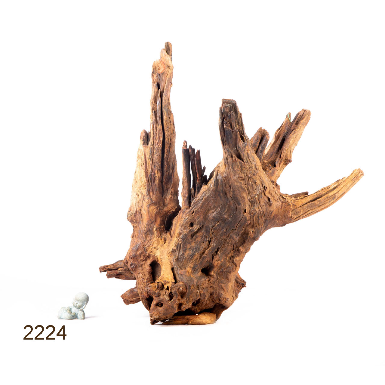 Коряга MASHA BLOOM "Железное дерево" затонувшая мангровая отборная 2224