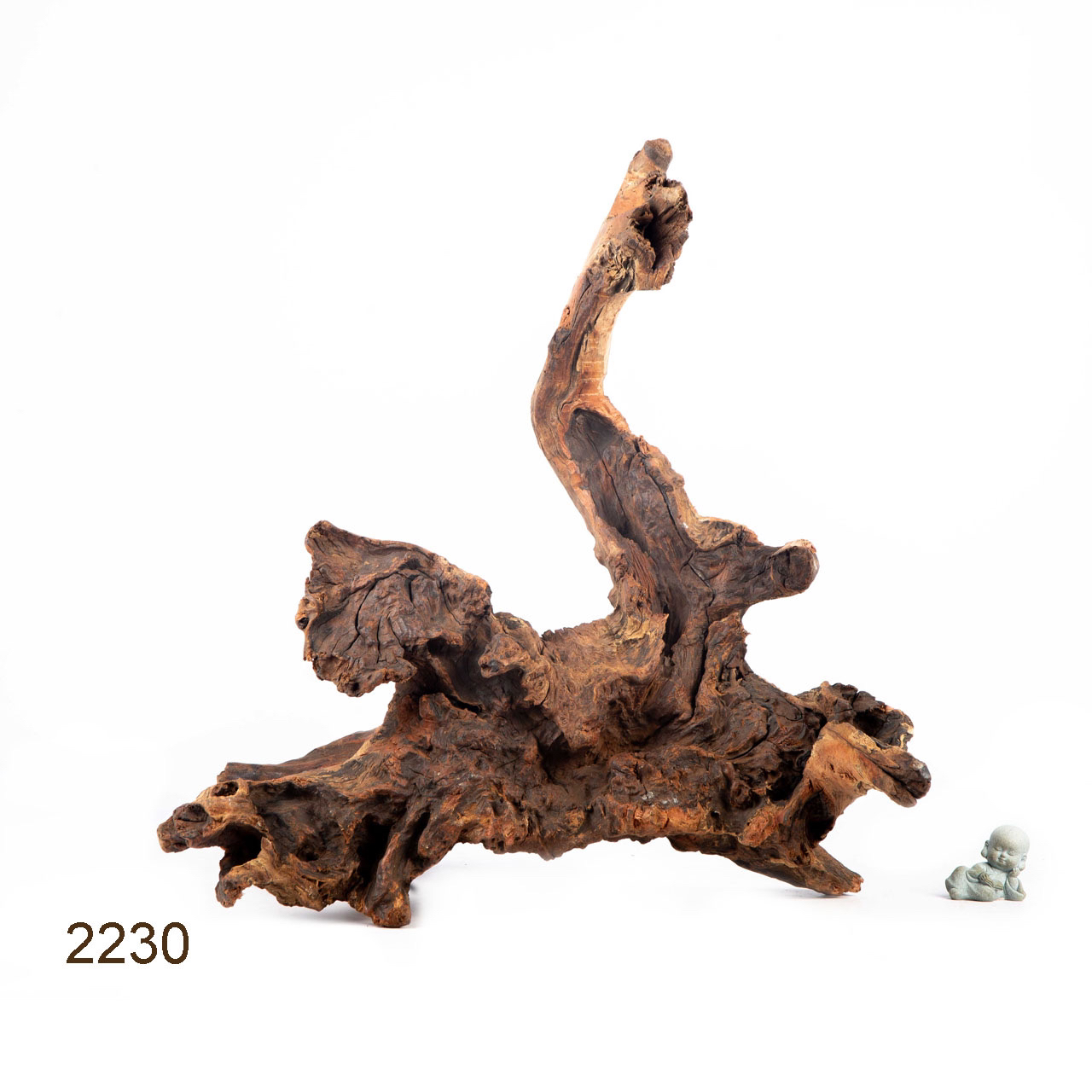 Коряга MASHA BLOOM "Железное дерево" затонувшая мангровая отборная 2230