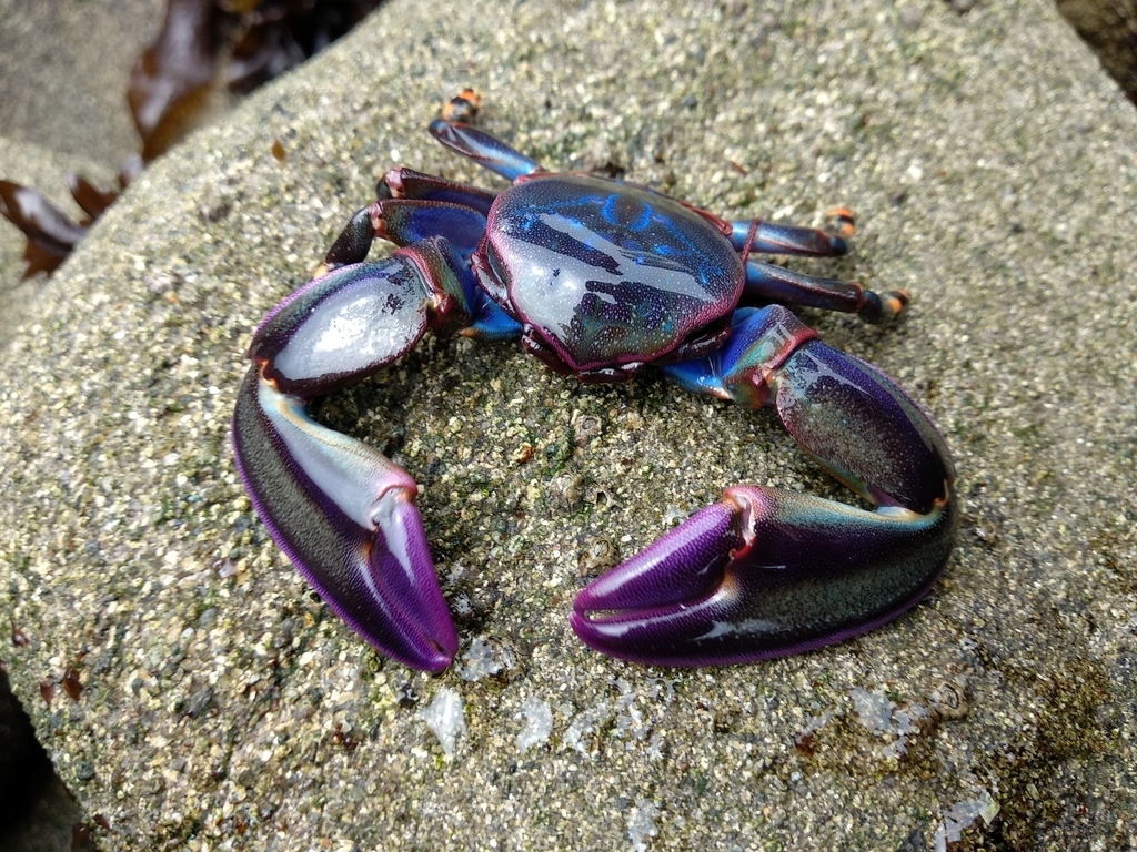Краб анемоновый фиолетовый (Petrolisthes violaceus)