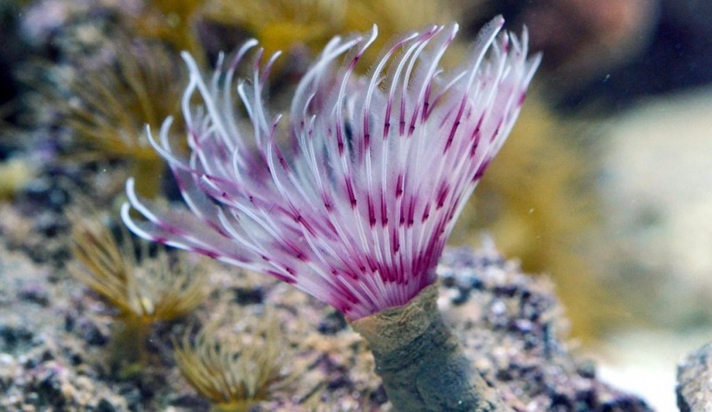 Сабеластарта красная / белая (Sabellastarte sp.)