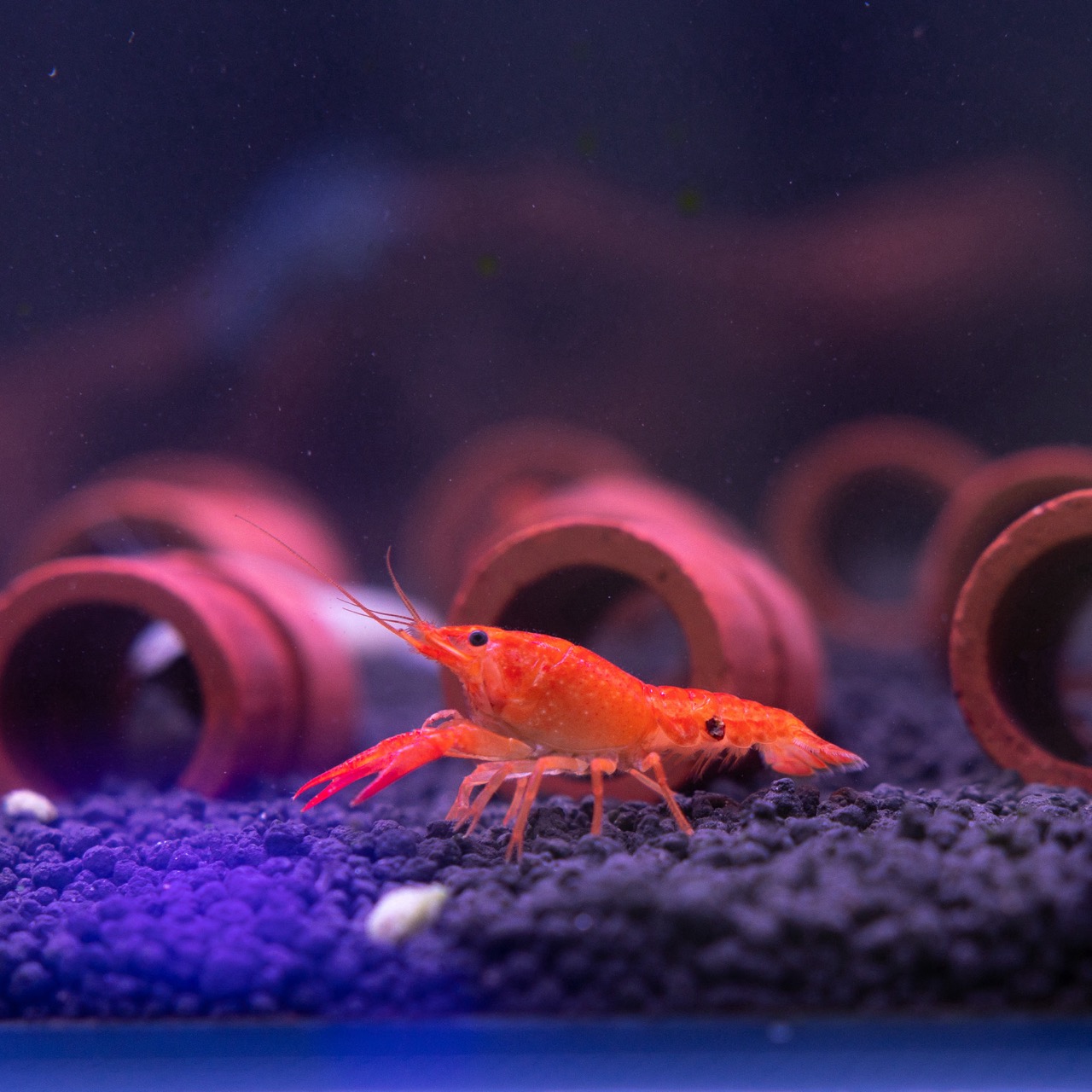 Рак ассорти