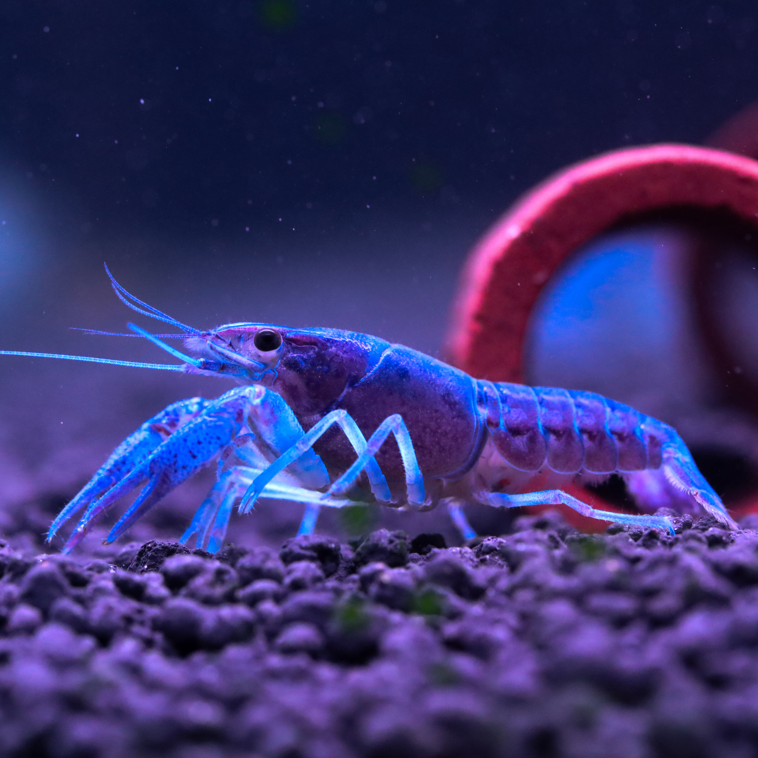 Рак ассорти