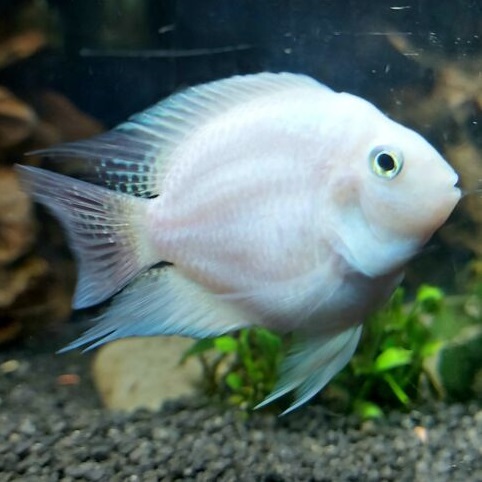 Попугай платиновый (Cichlasoma sp.)