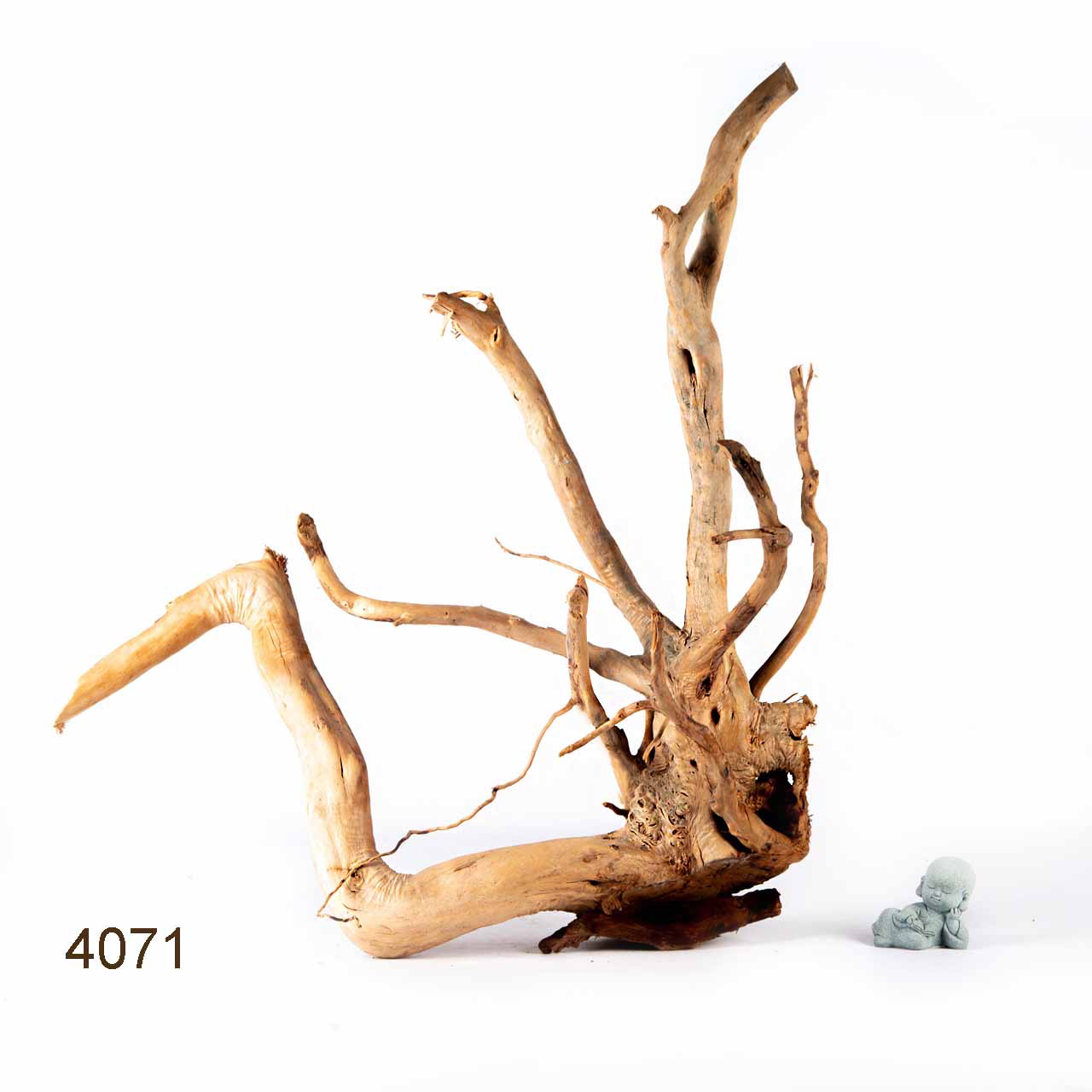 Коряга MASHA BLOOM Корень азалии XXL - 4071