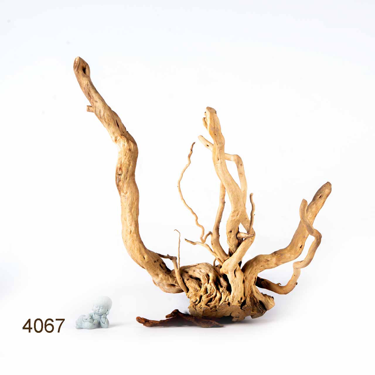 Коряга MASHA BLOOM Корень азалии XXL - 4067