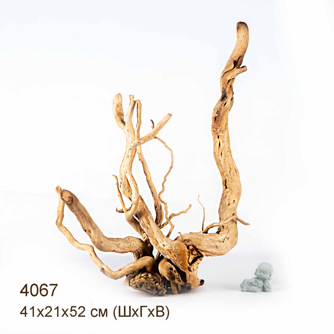 Коряга MASHA BLOOM Корень азалии XXL - 4067