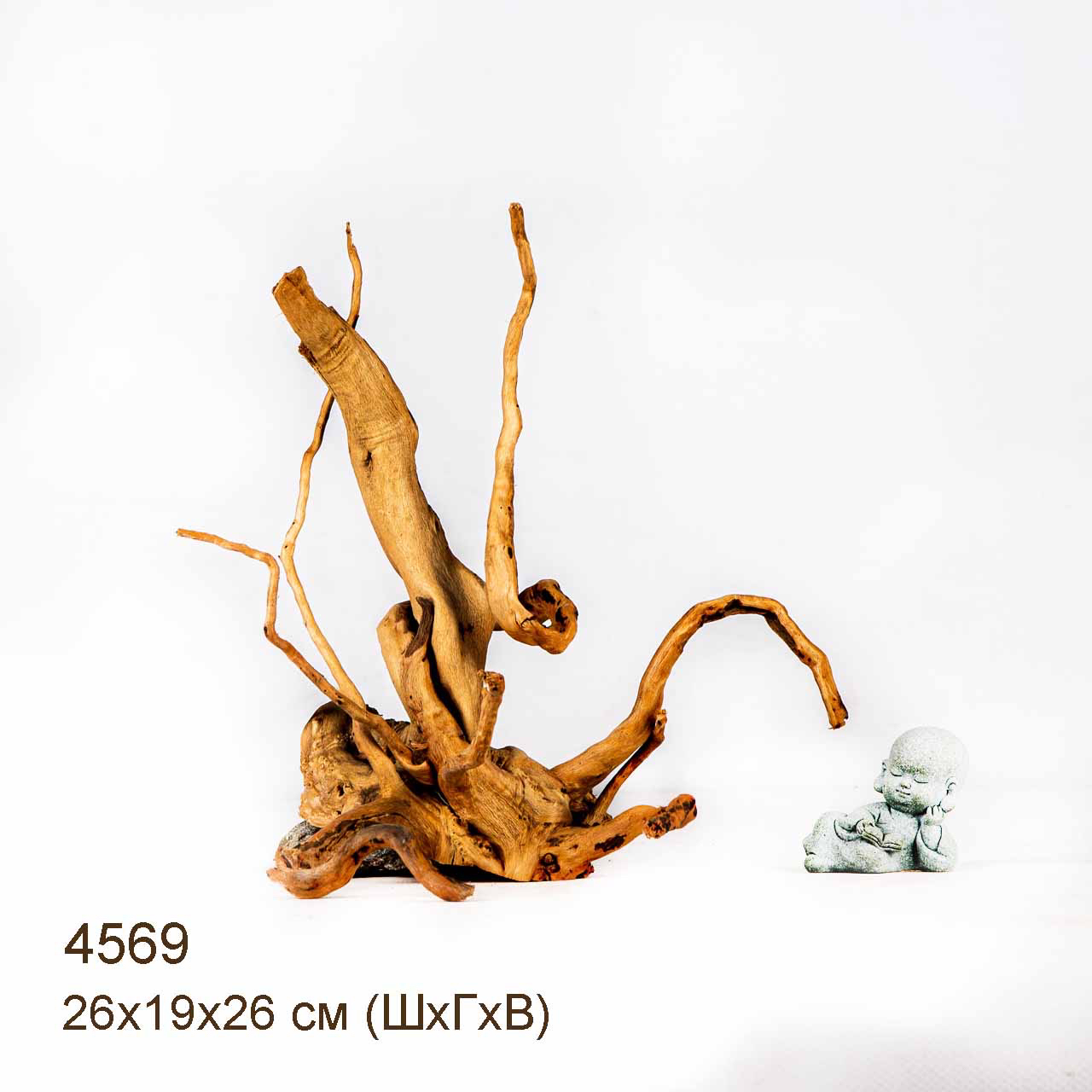 Коряга MASHA BLOOM Корень азалии M - 4569