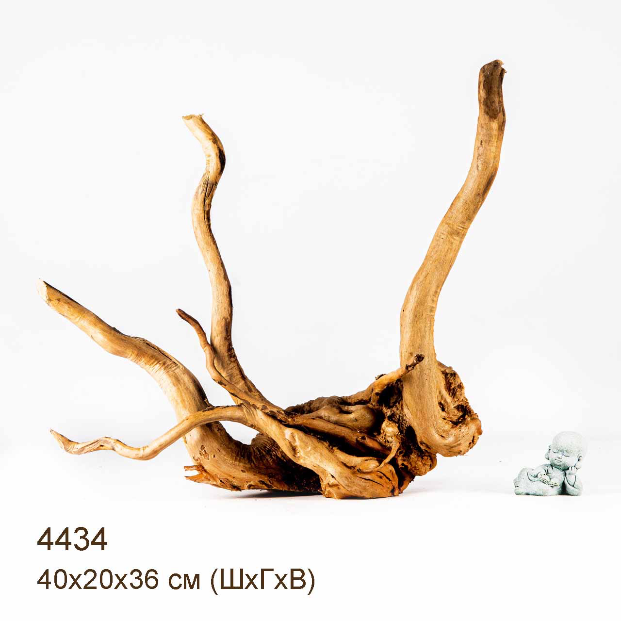 Коряга MASHA BLOOM Корень азалии L - 4434