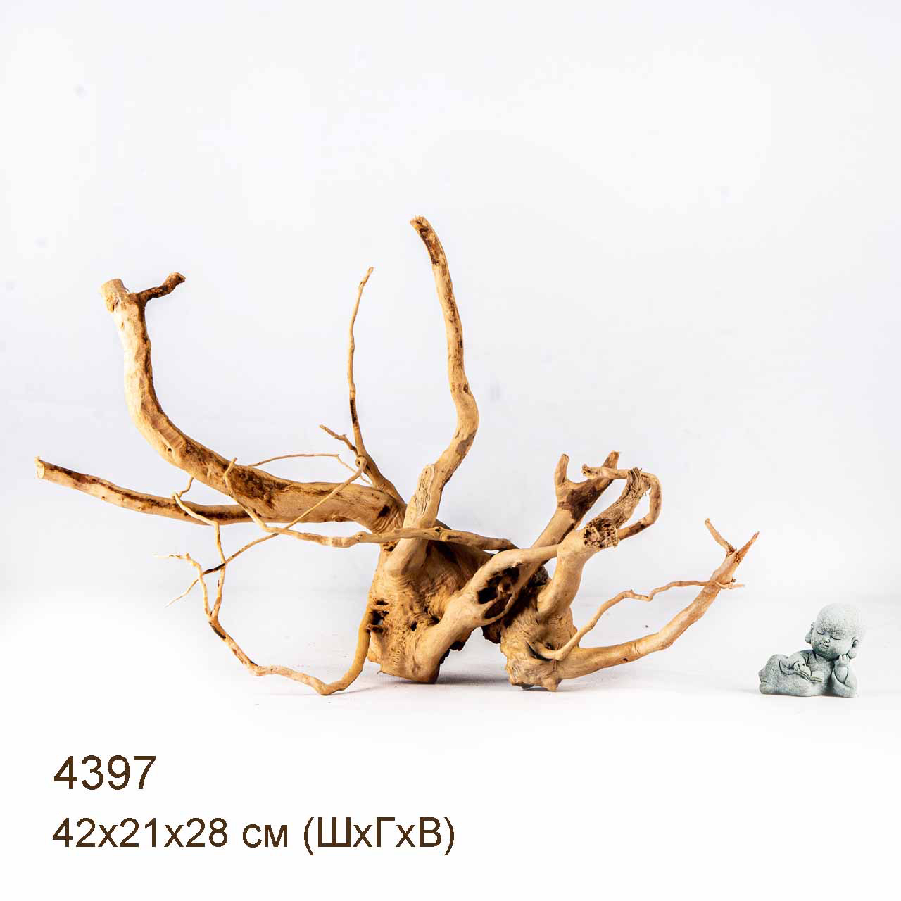 Коряга MASHA BLOOM Корень азалии L - 4397