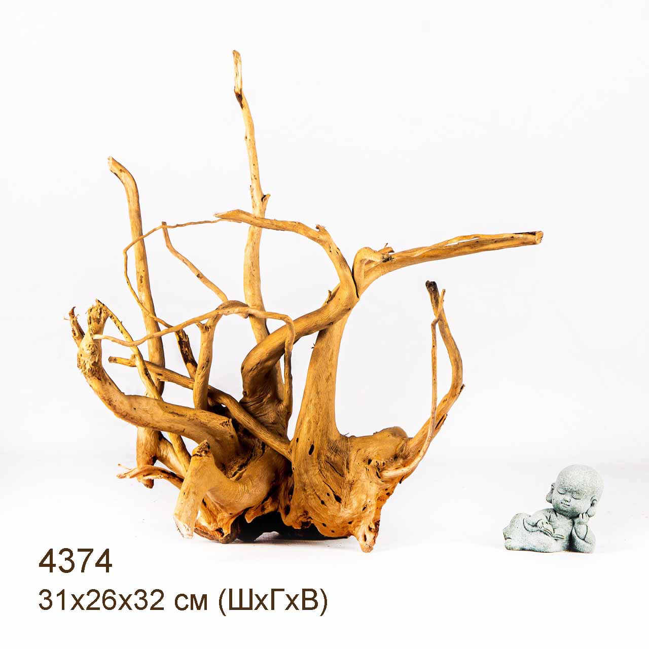 Коряга MASHA BLOOM Корень азалии L - 4374