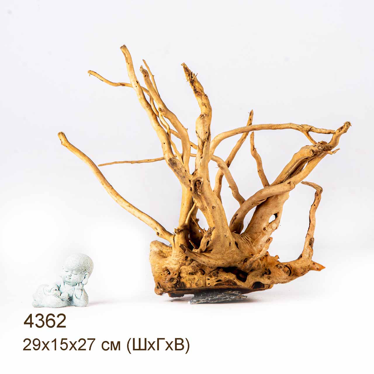 Коряга MASHA BLOOM Корень азалии L - 4362