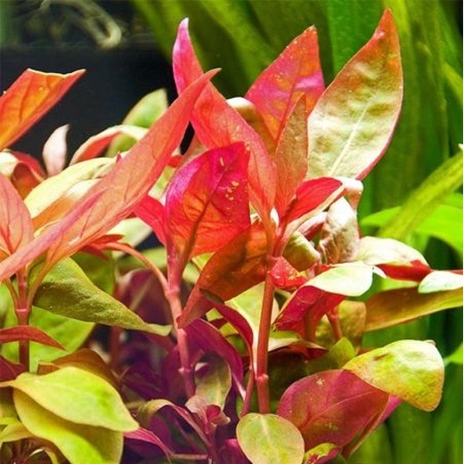 Альтернантера беттцика (Alternanthera bettzickiana)