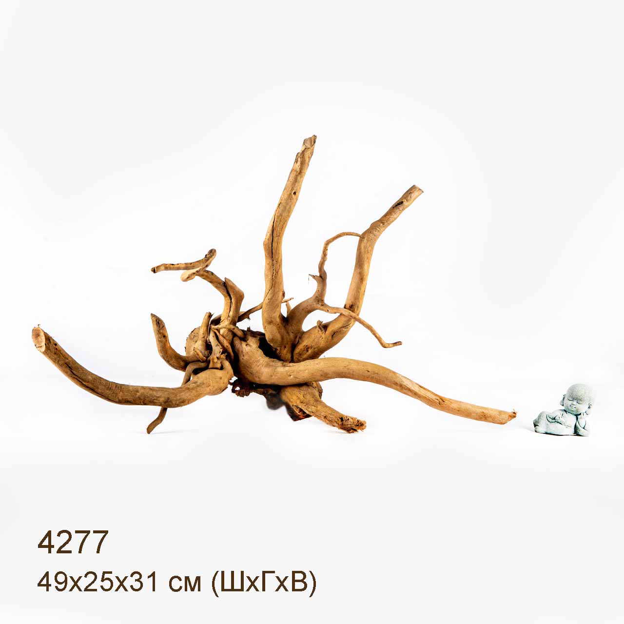 Коряга MASHA BLOOM Корень азалии L - 4277